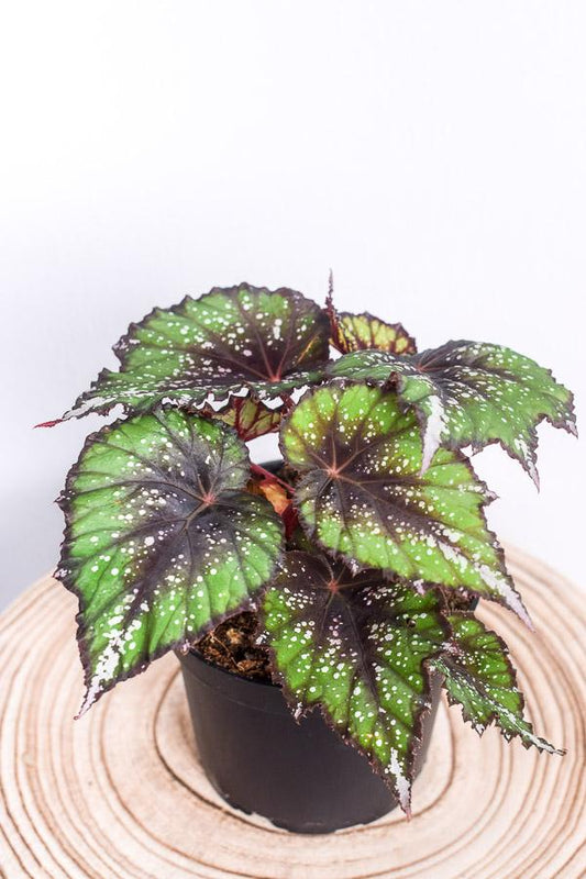 Begonia Assorted - View 10 from www redcrocus com