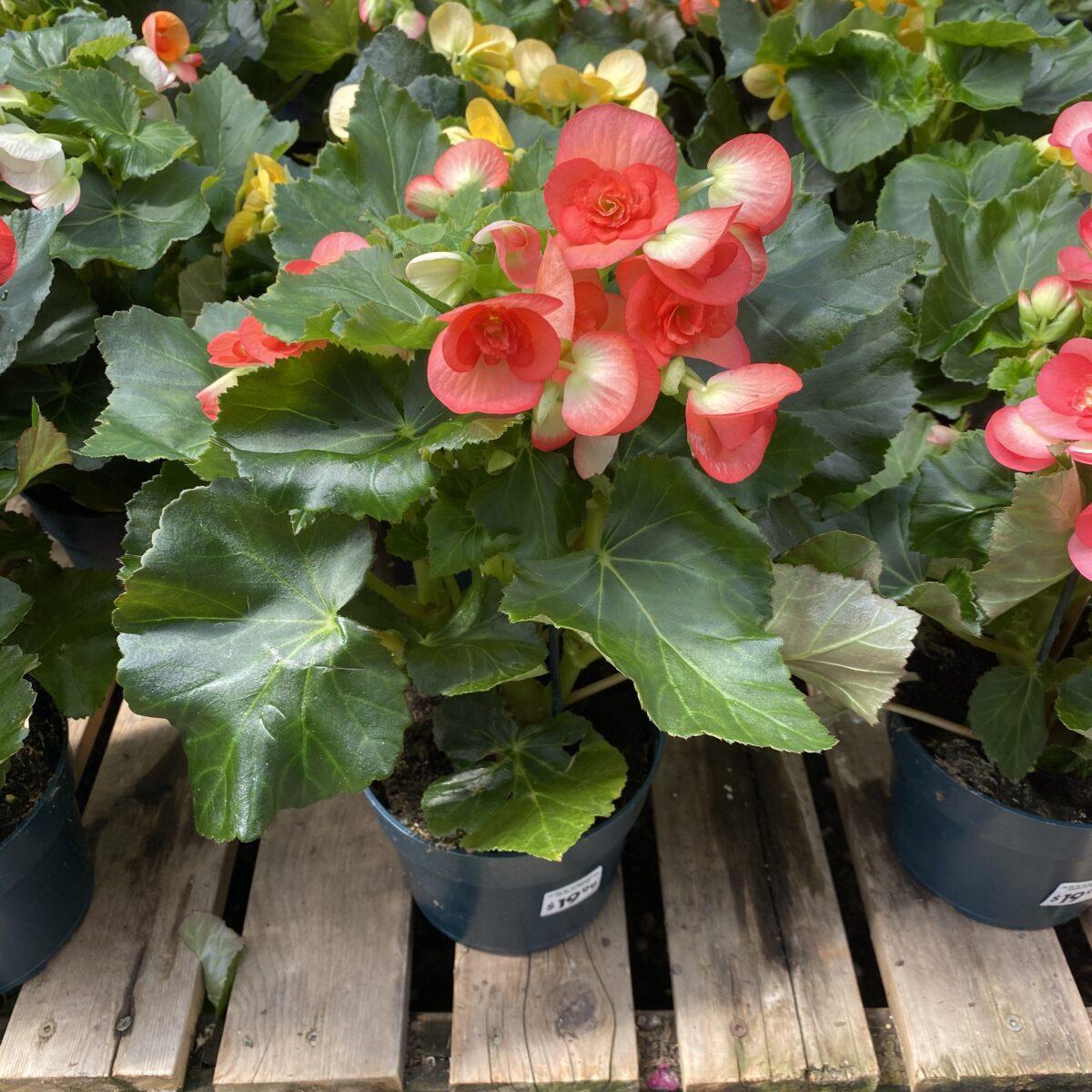 Begonia Assorted - View 12 from www redcrocus com