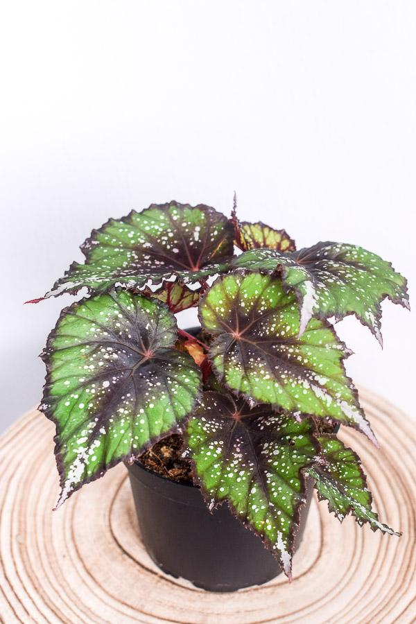 Begonia Assorted - View 13 from www redcrocus com
