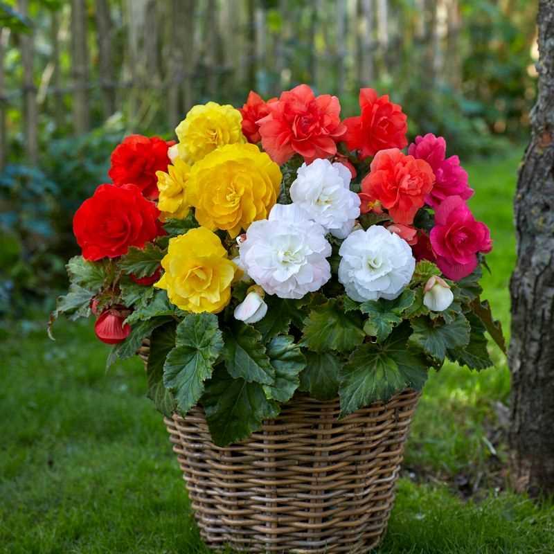Begonia Assorted - View 14 from www redcrocus com