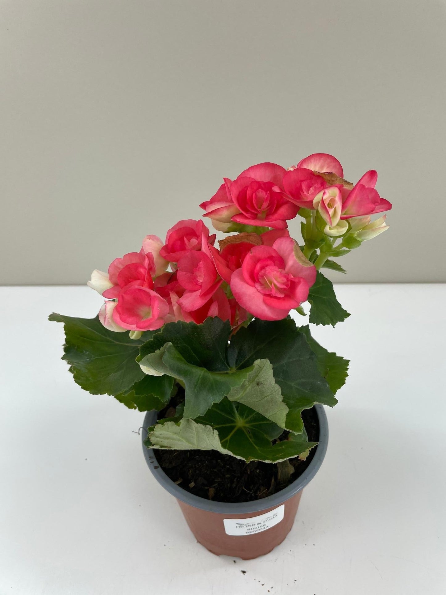 Begonia Assorted - View 15 from www redcrocus com