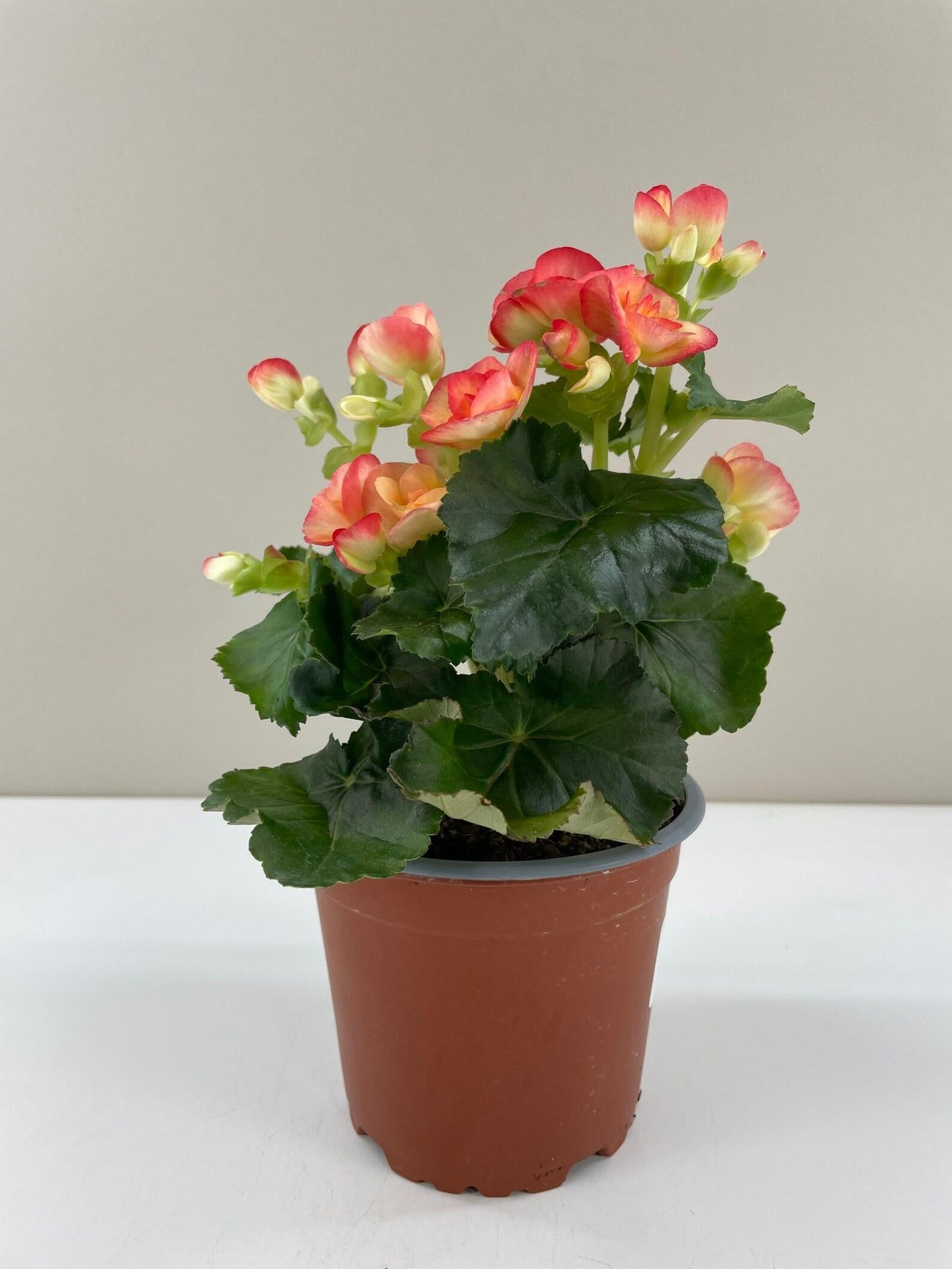 Begonia Assorted - View 16 from www redcrocus com