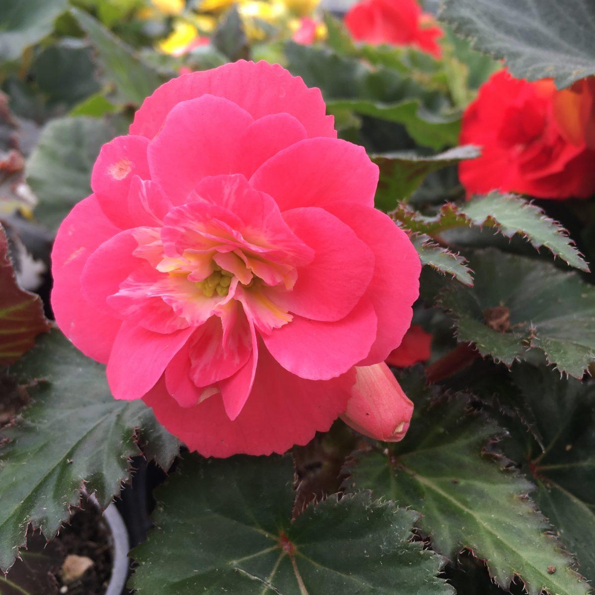 Begonia Assorted - View 17 from www redcrocus com