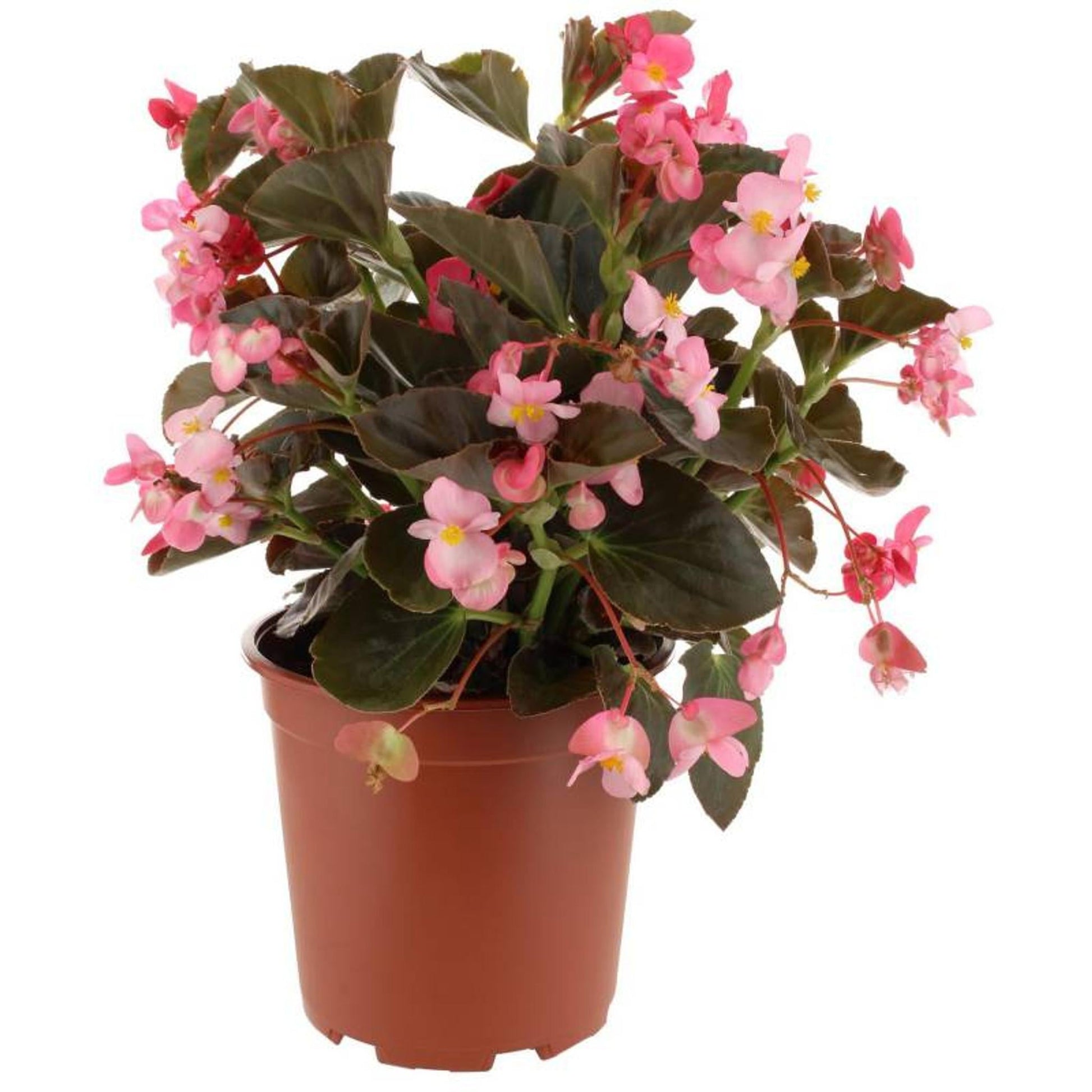 Begonia Assorted - View 18 from www redcrocus com