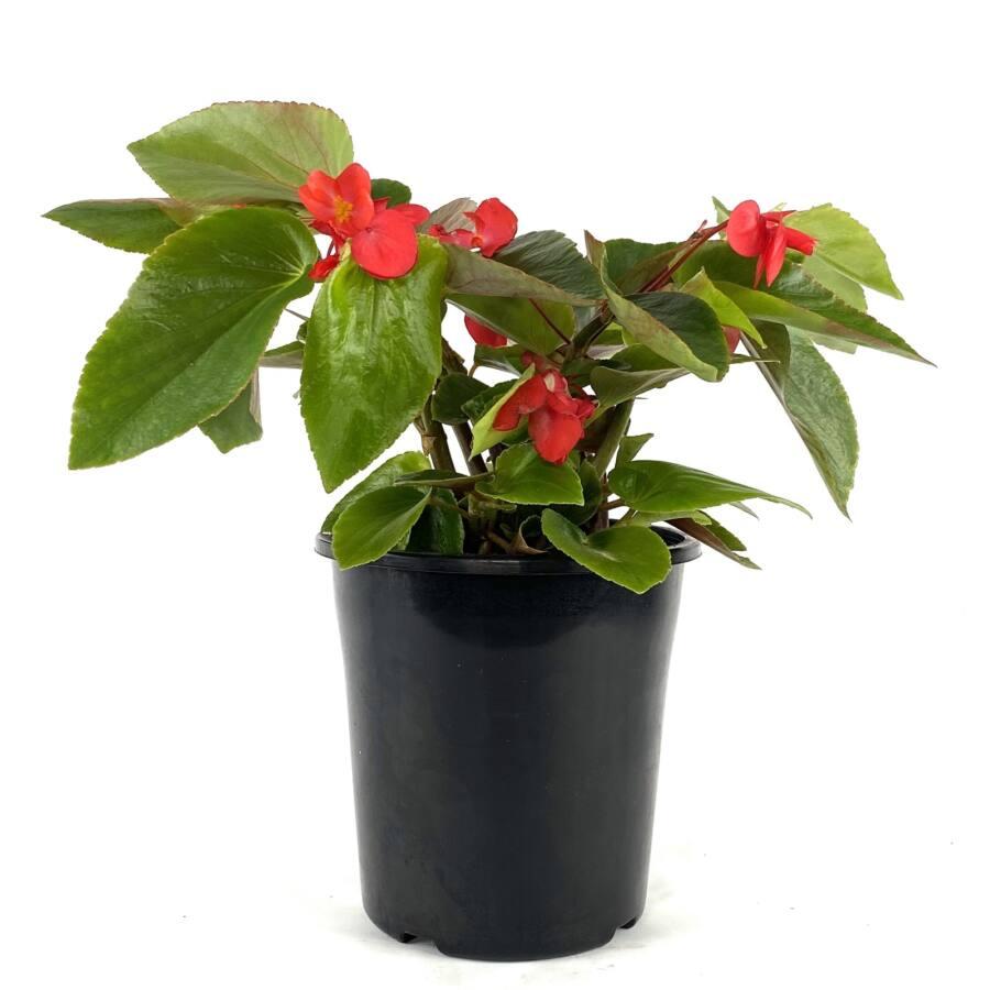 Begonia Assorted - View 19 from www redcrocus com