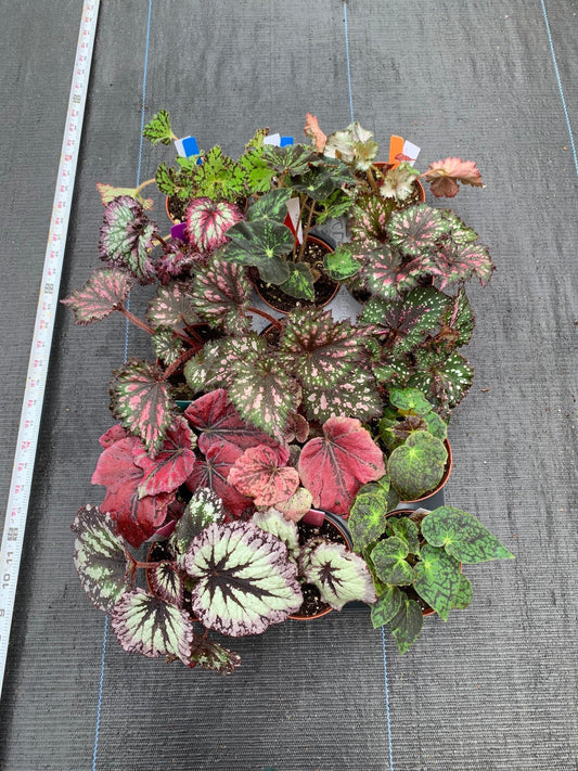 Begonia Assorted - View 1 from www redcrocus com