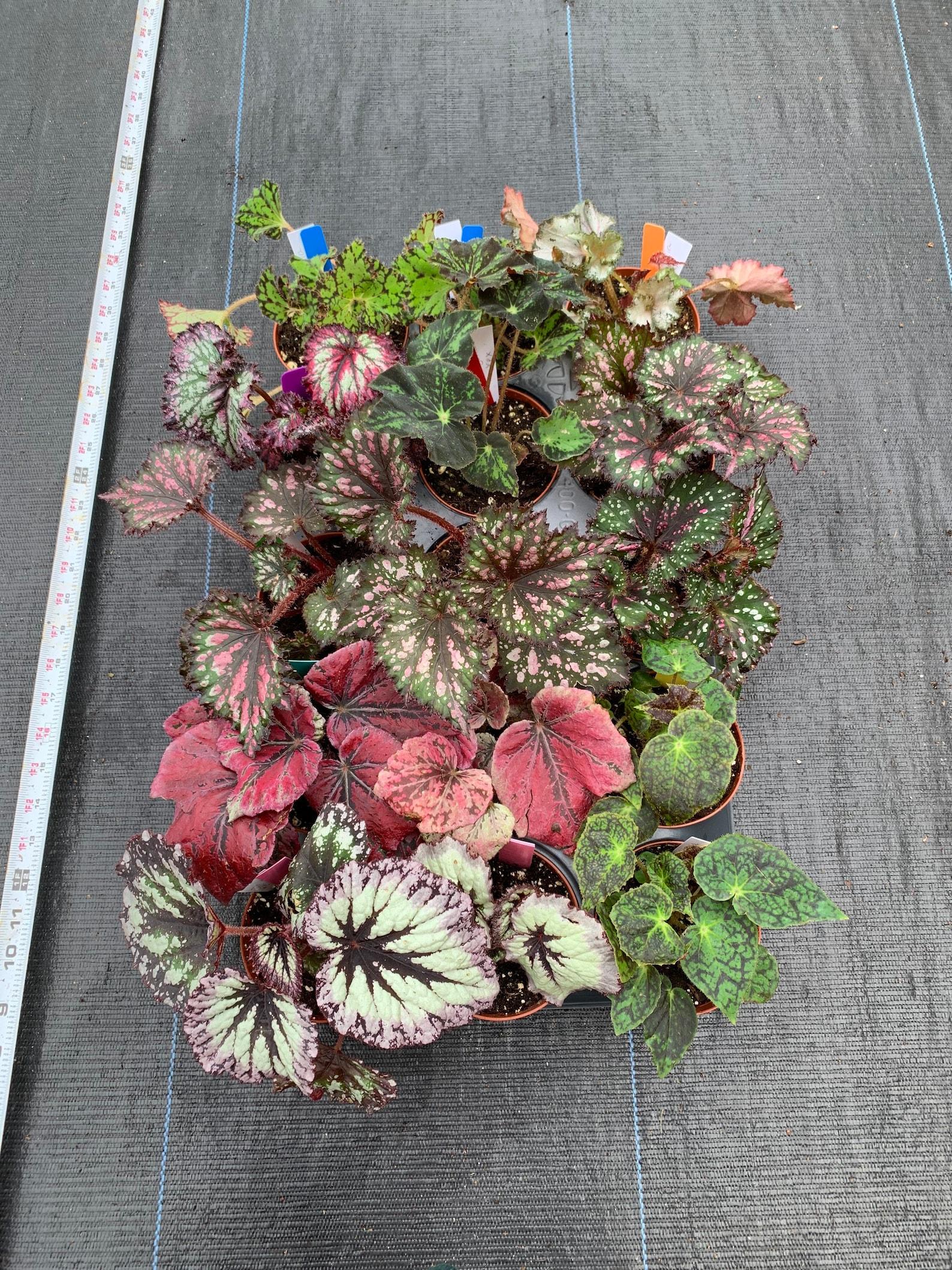 Begonia Assorted - View 1 from www redcrocus com