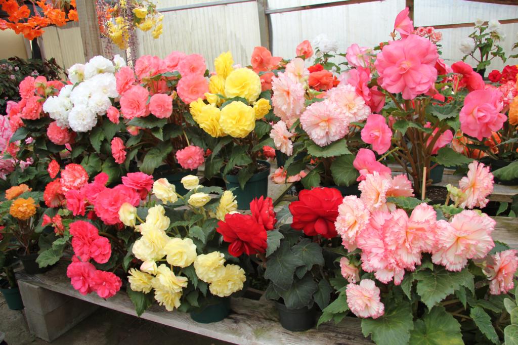 Begonia Assorted - View 20 from www redcrocus com