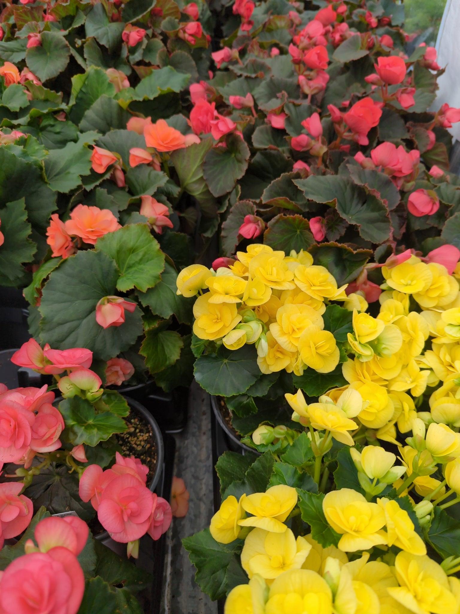 Begonia Assorted - View 3 from www redcrocus com