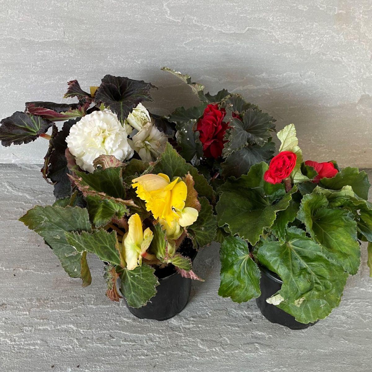 Begonia Assorted - View 4 from www redcrocus com