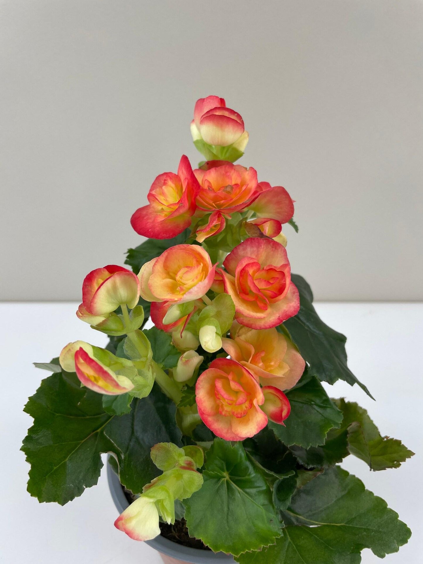 Begonia Assorted - View 5 from www redcrocus com