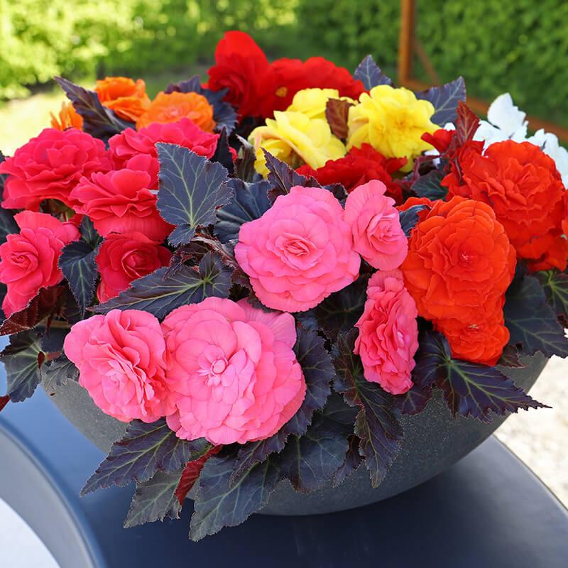 Begonia Assorted - View 6 from www redcrocus com