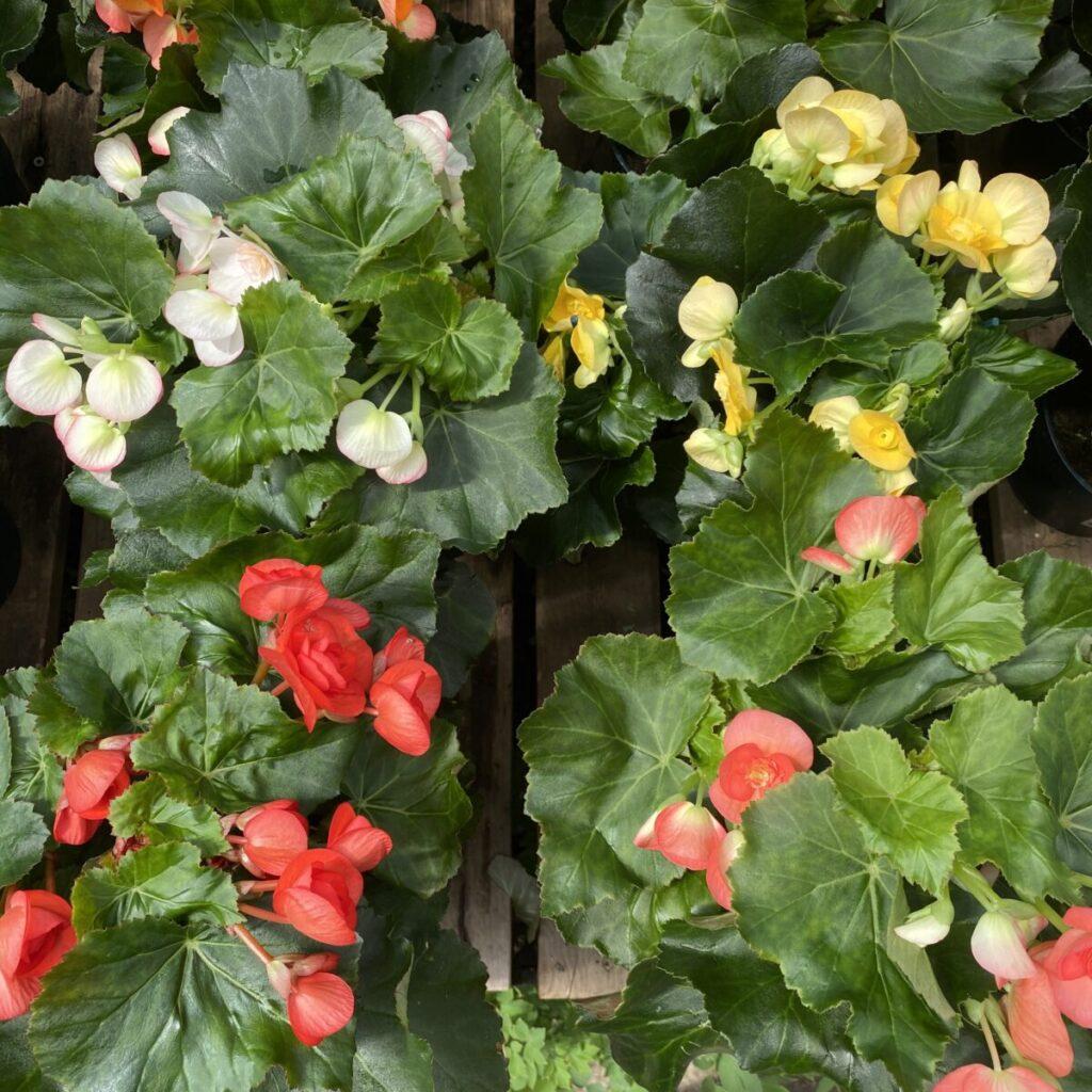 Begonia Assorted - View 7 from www redcrocus com