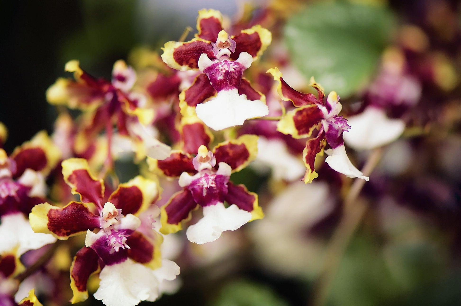 Orchid Oncidium Assorted - View 13 from www redcrocus com