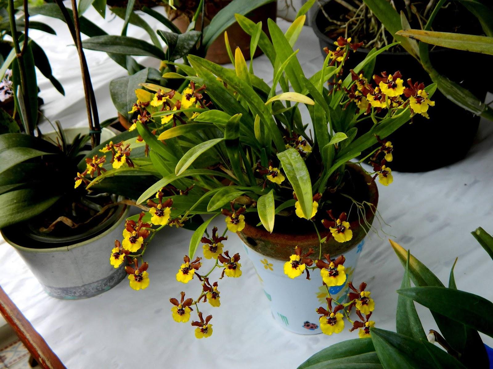 Orchid Oncidium Assorted - View 19 from www redcrocus com