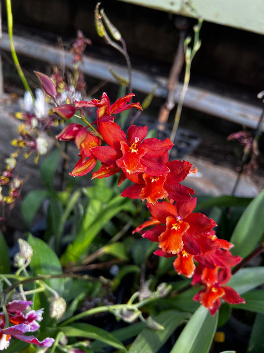 Orchid Oncidium Assorted - View 1 from www redcrocus com