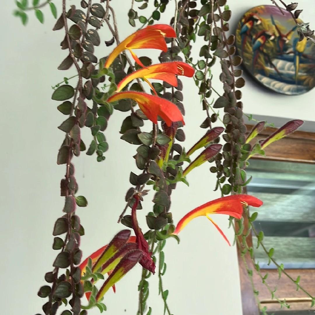 Columnea Assorted - View 10 from www redcrocus com