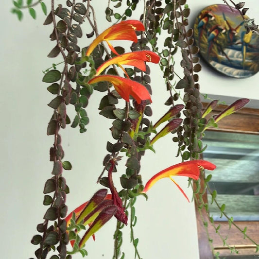 Columnea Assorted - View 10 from www redcrocus com