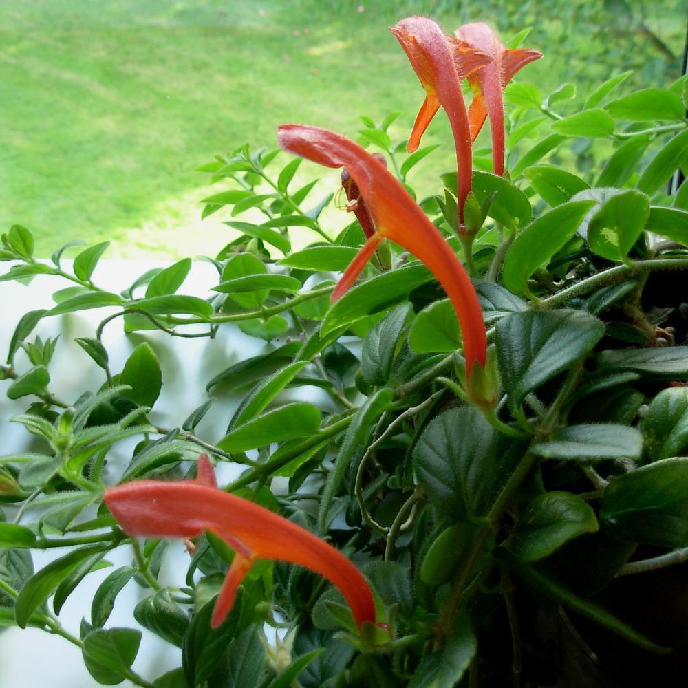 Columnea Assorted - View 11 from www redcrocus com