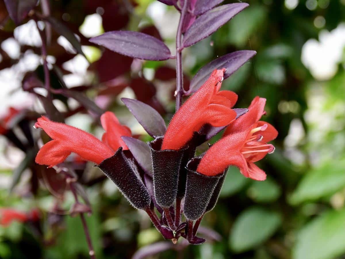 Columnea Assorted - View 13 from www redcrocus com