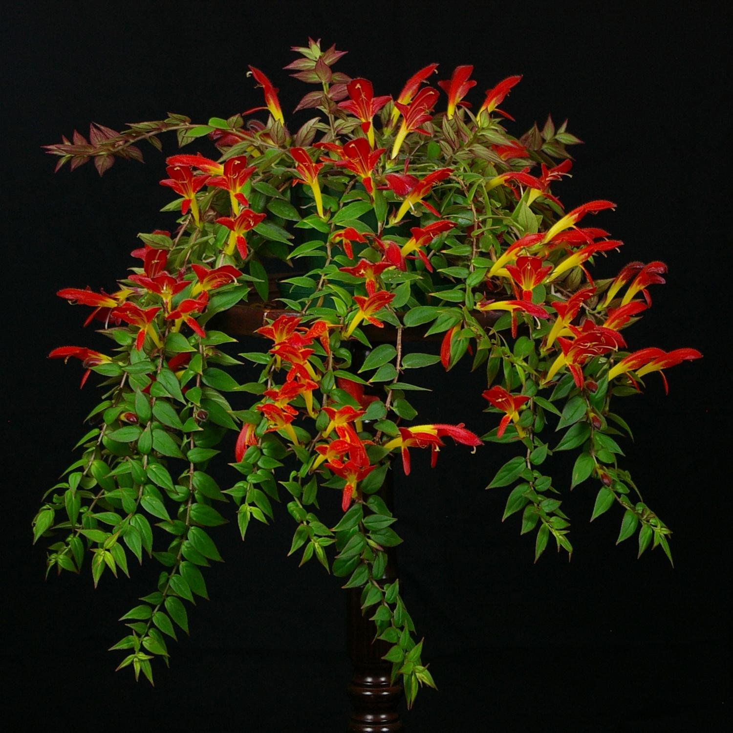 Columnea Assorted - View 14 from www redcrocus com