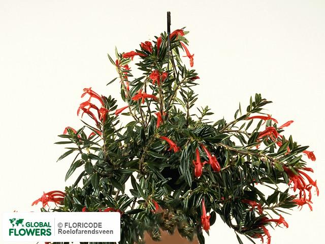 Columnea Assorted - View 17 from www redcrocus com