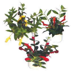 Columnea Assorted - View 1 from www redcrocus com