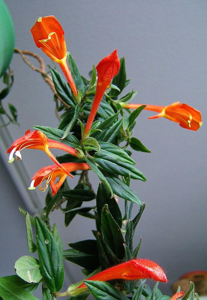 Columnea Assorted - View 5 from www redcrocus com
