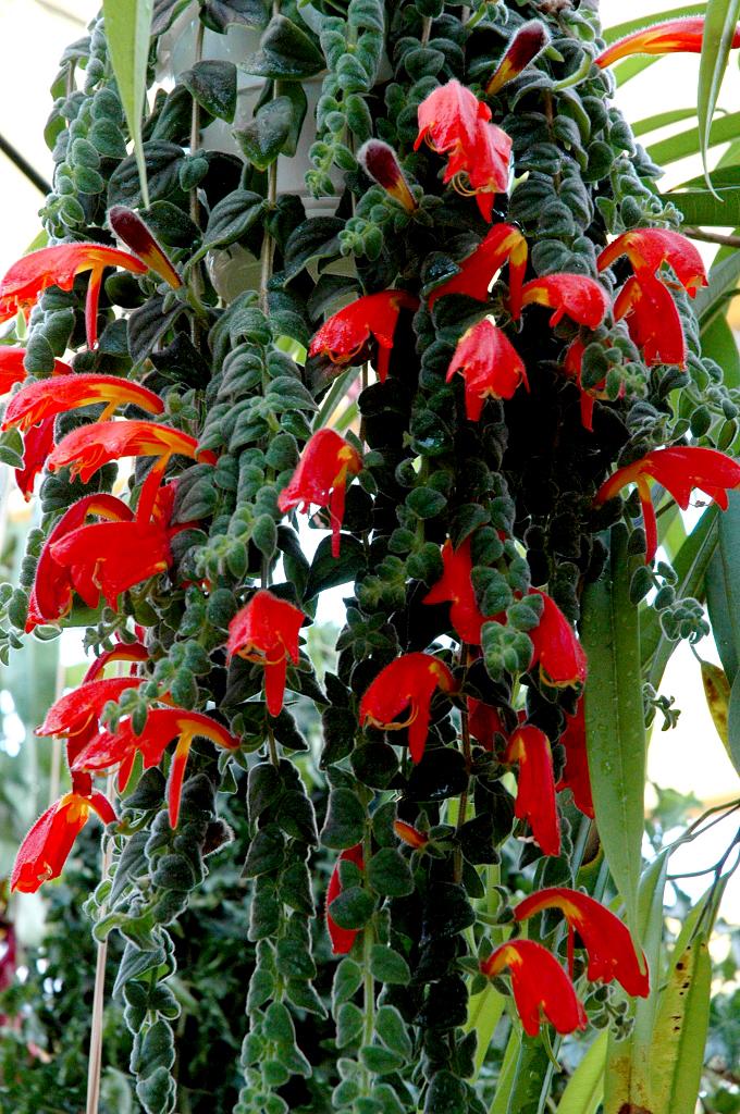 Columnea Assorted - View 6 from www redcrocus com