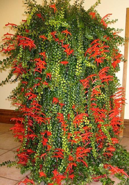 Columnea Assorted - View 7 from www redcrocus com
