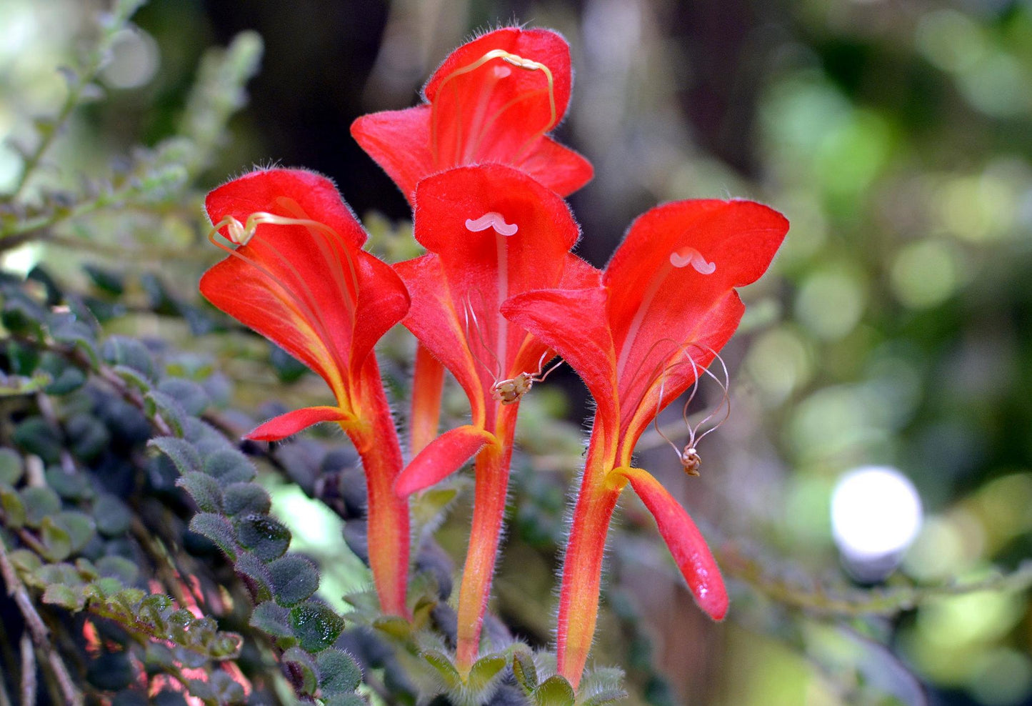 Columnea Assorted - View 8 from www redcrocus com