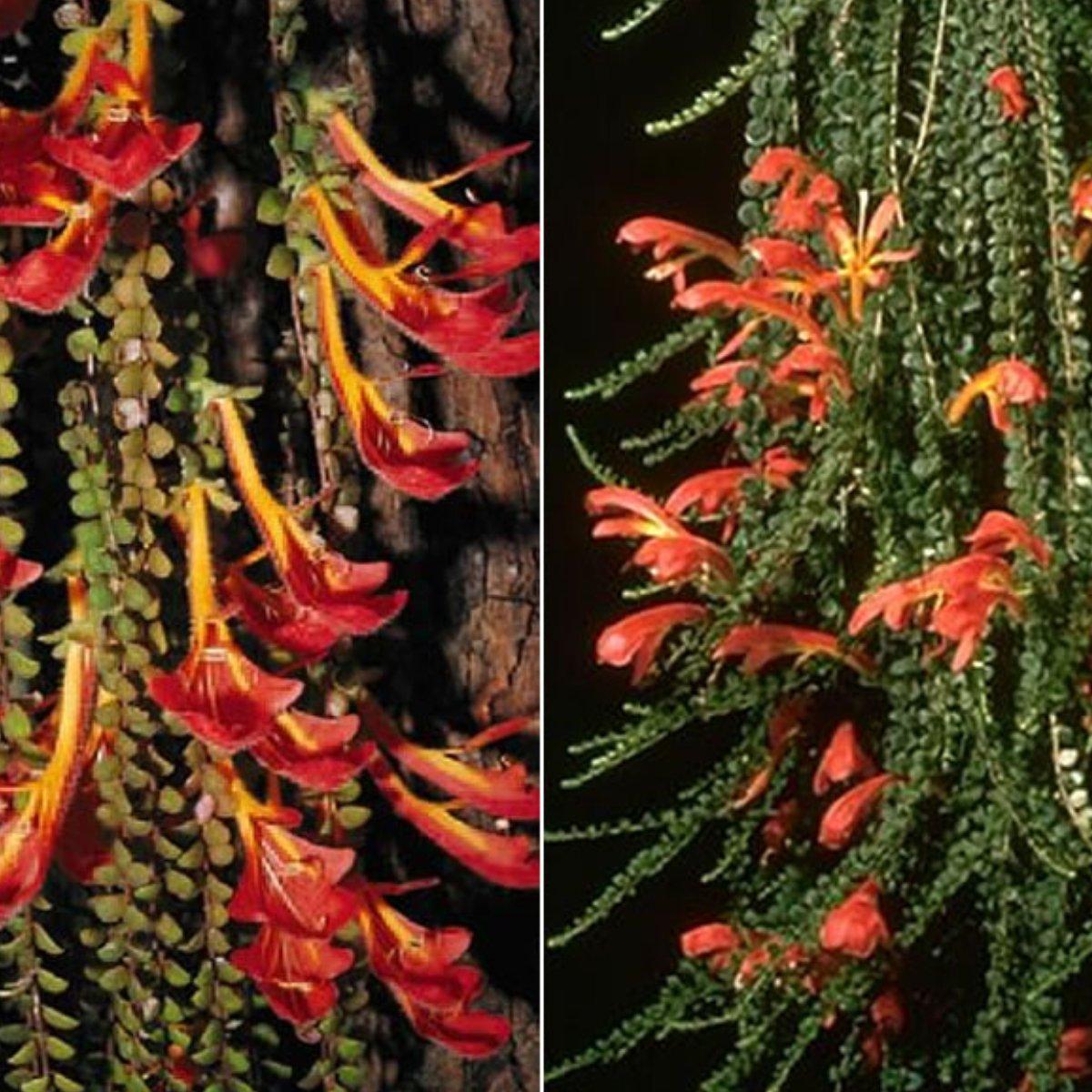 Columnea Assorted - View 9 from www redcrocus com