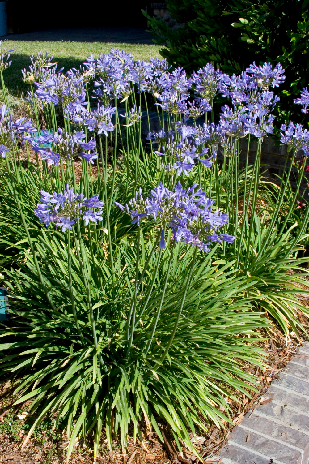 Agapanthus Africanus Queen Anne - View 10 from www redcrocus com