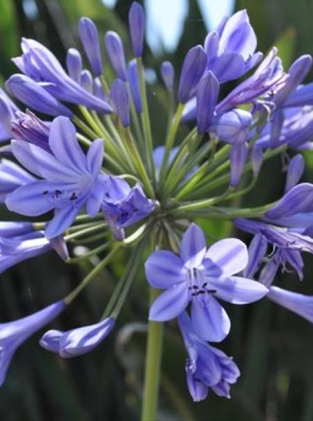 Agapanthus Africanus Queen Anne - View 12 from www redcrocus com