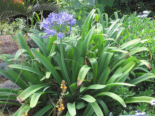Agapanthus Africanus Queen Anne - View 1 from www redcrocus com