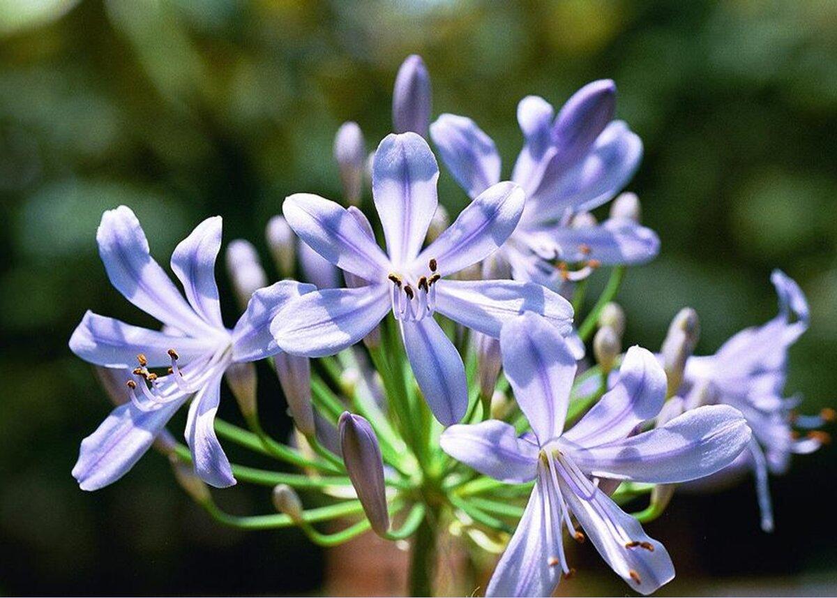 Agapanthus Africanus Queen Anne - View 4 from www redcrocus com