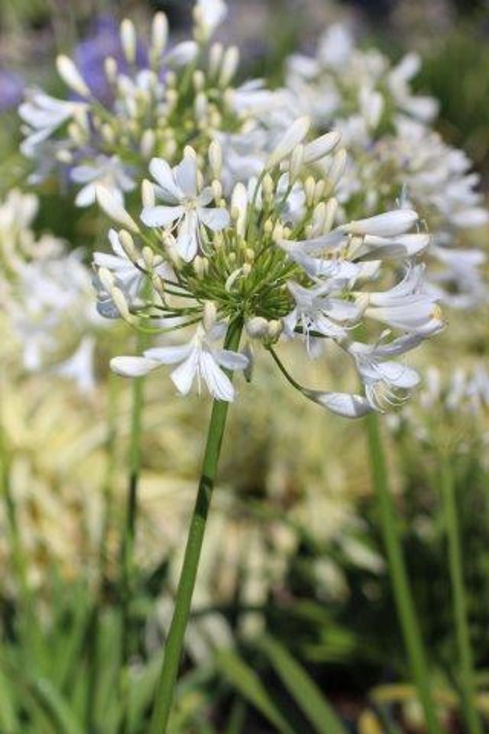 Agapanthus Africanus Queen Anne - View 6 from www redcrocus com