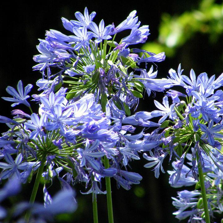 Agapanthus Africanus Queen Anne - View 8 from www redcrocus com