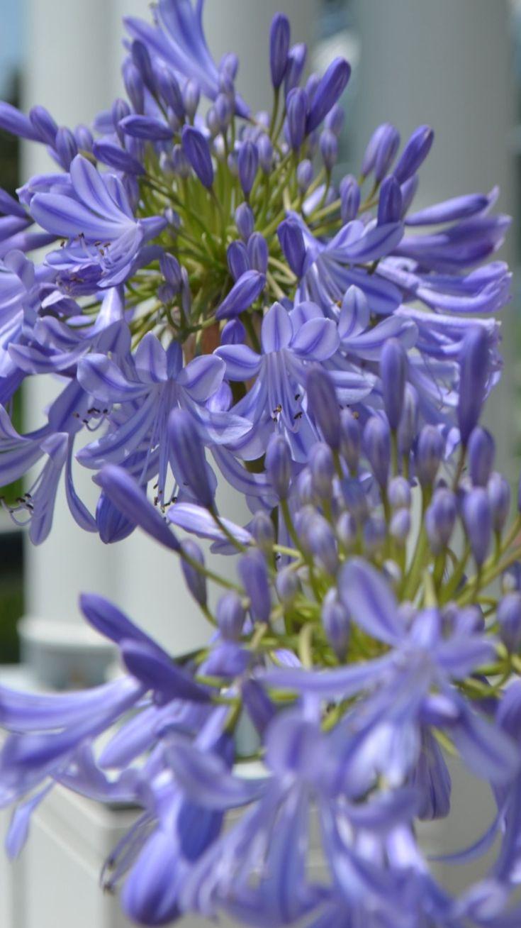 Agapanthus Africanus 'queen Anne' - View 13 from www redcrocus com