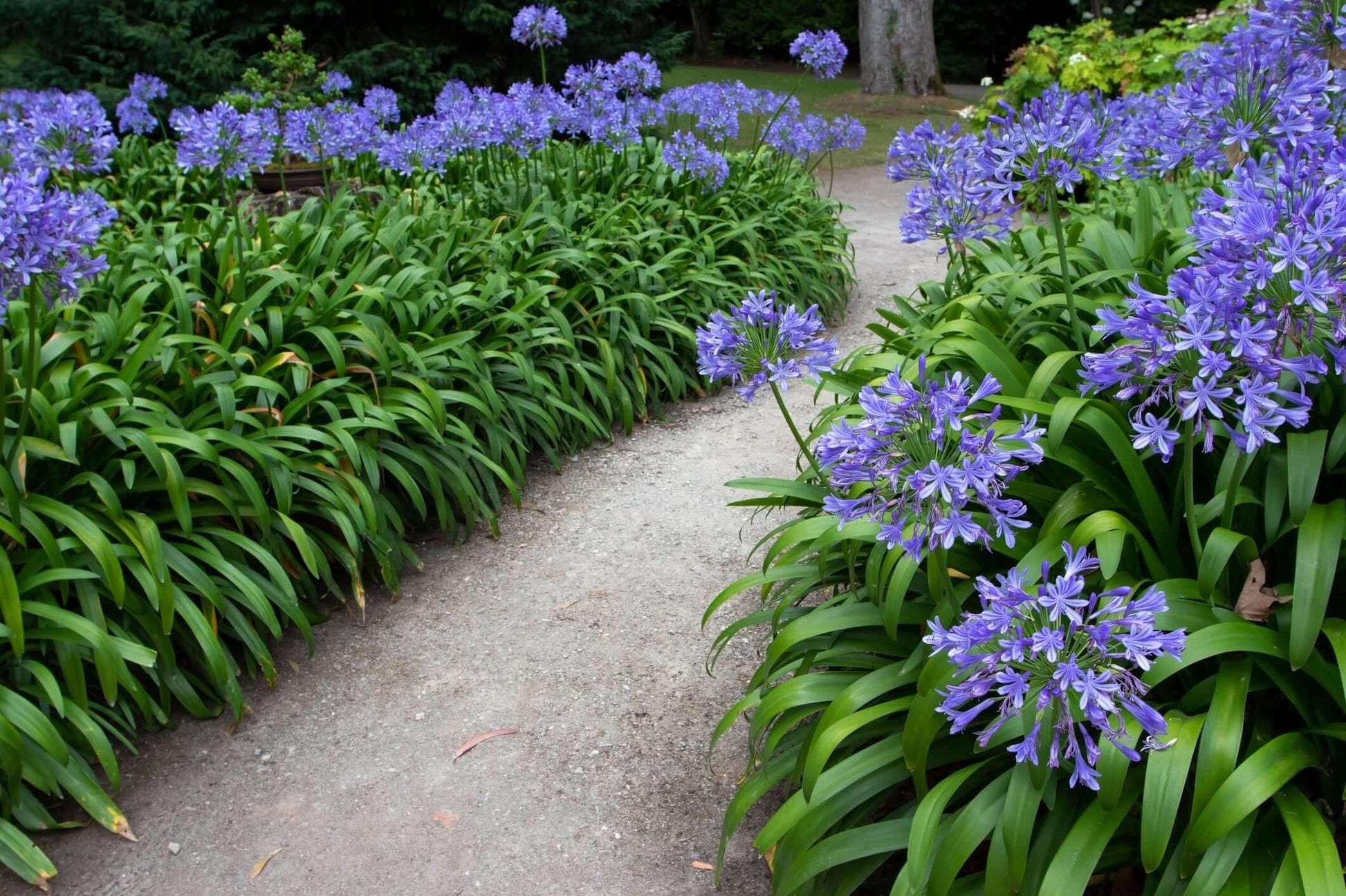 Agapanthus Africanus 'queen Anne' - View 14 from www redcrocus com