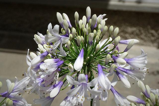 Agapanthus Africanus 'queen Anne' - View 15 from www redcrocus com