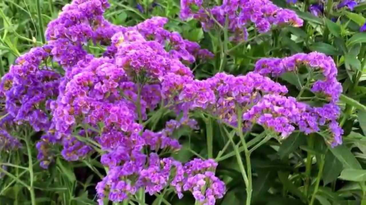 Limonium 'salt Lake' - View 10 from www redcrocus com