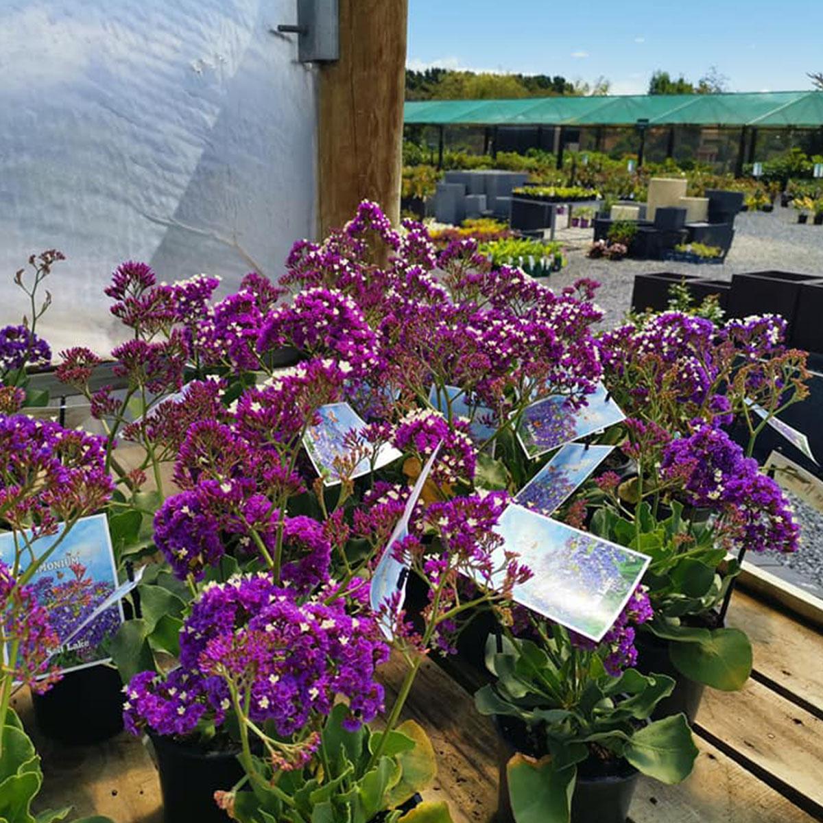 Limonium 'salt Lake' - View 12 from www redcrocus com