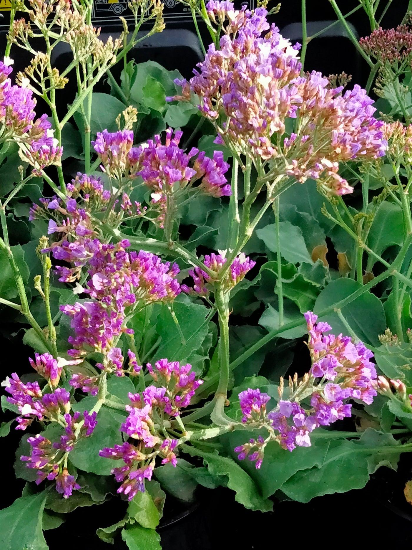 Limonium 'salt Lake' - View 13 from www redcrocus com