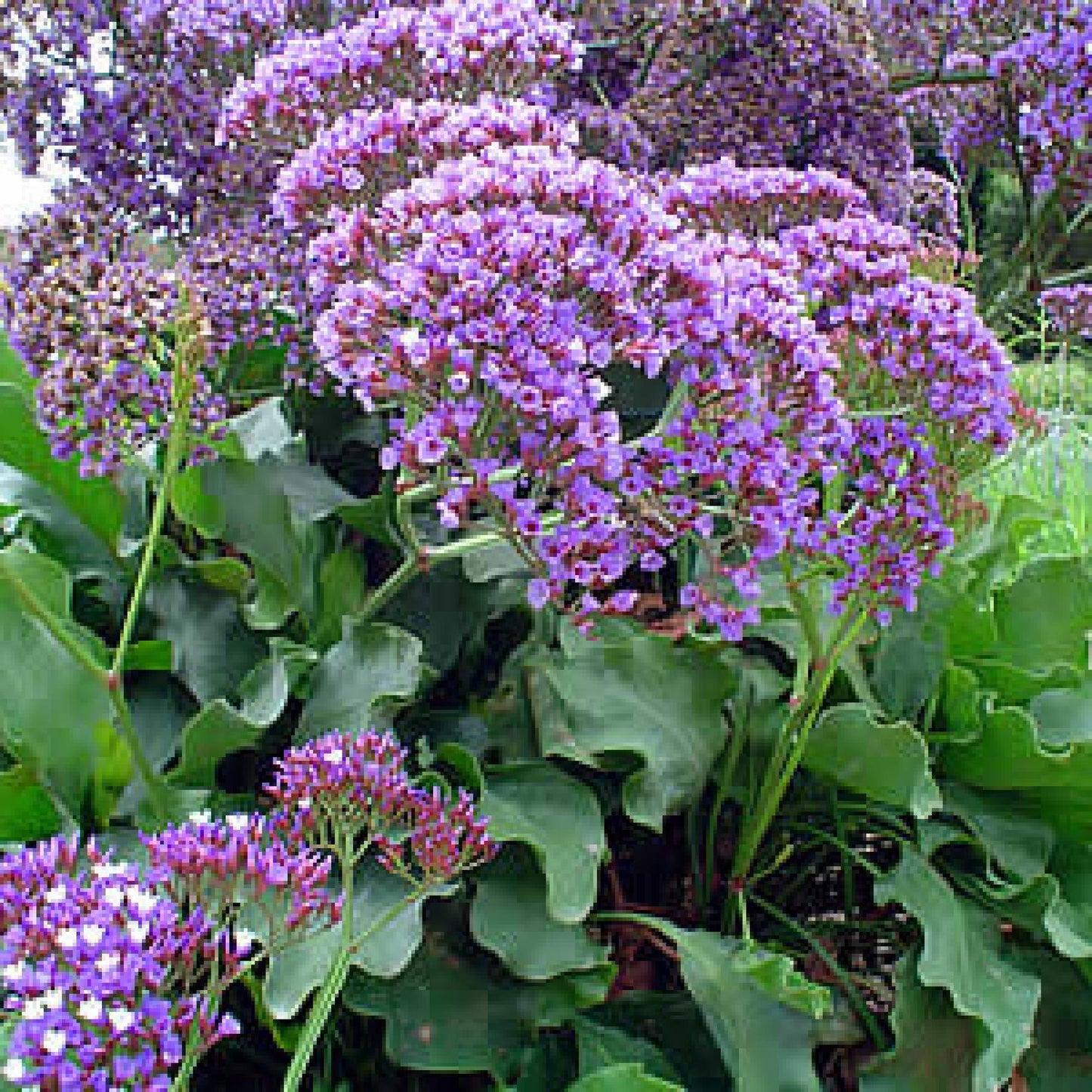 Limonium 'salt Lake' - View 15 from www redcrocus com