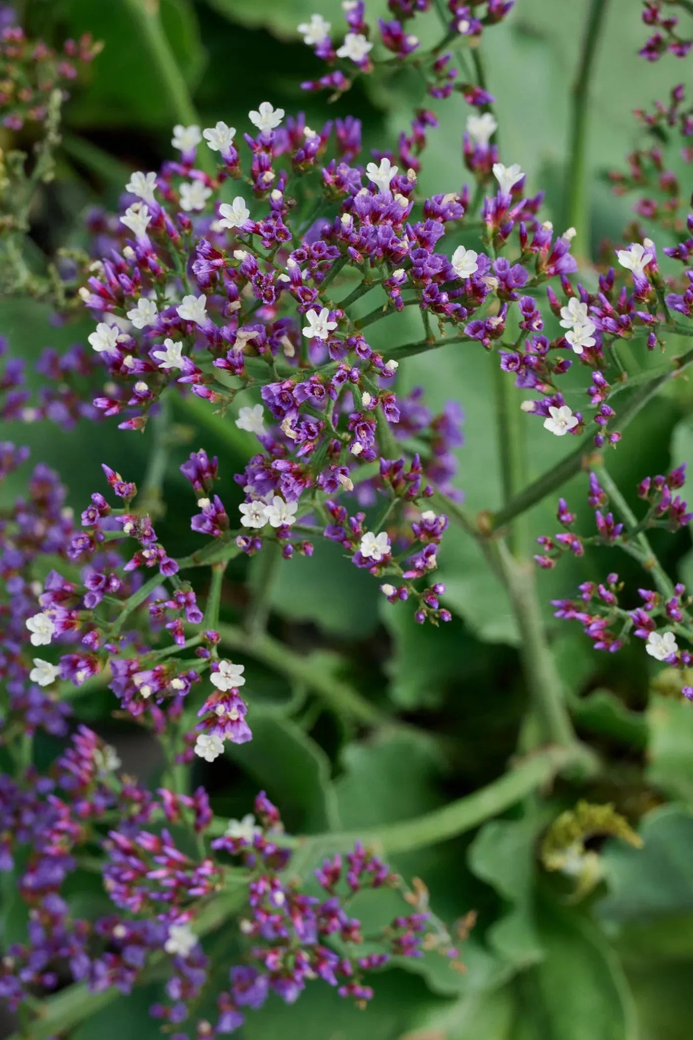 Limonium 'salt Lake' - View 1 from www redcrocus com