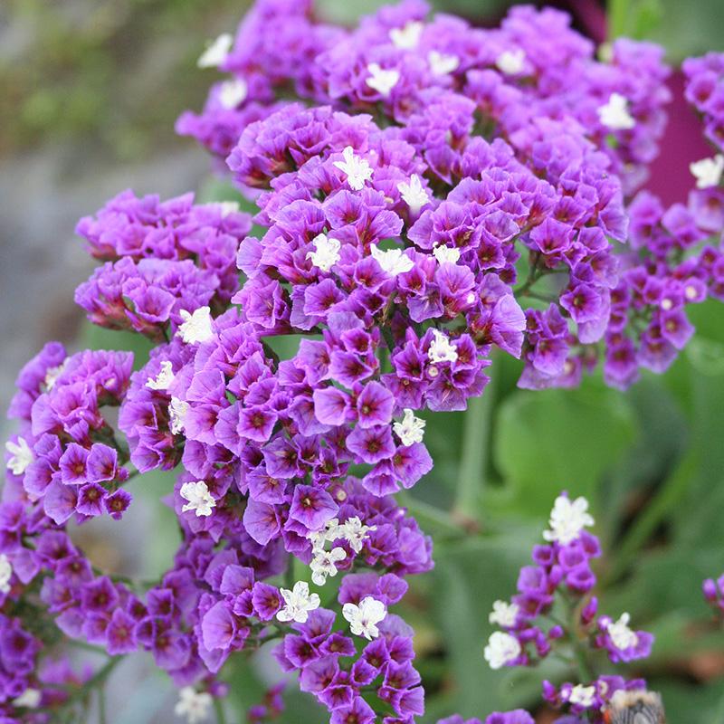 Limonium 'salt Lake' - View 2 from www redcrocus com
