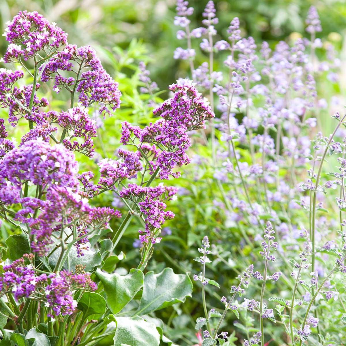 Limonium 'salt Lake' - View 3 from www redcrocus com