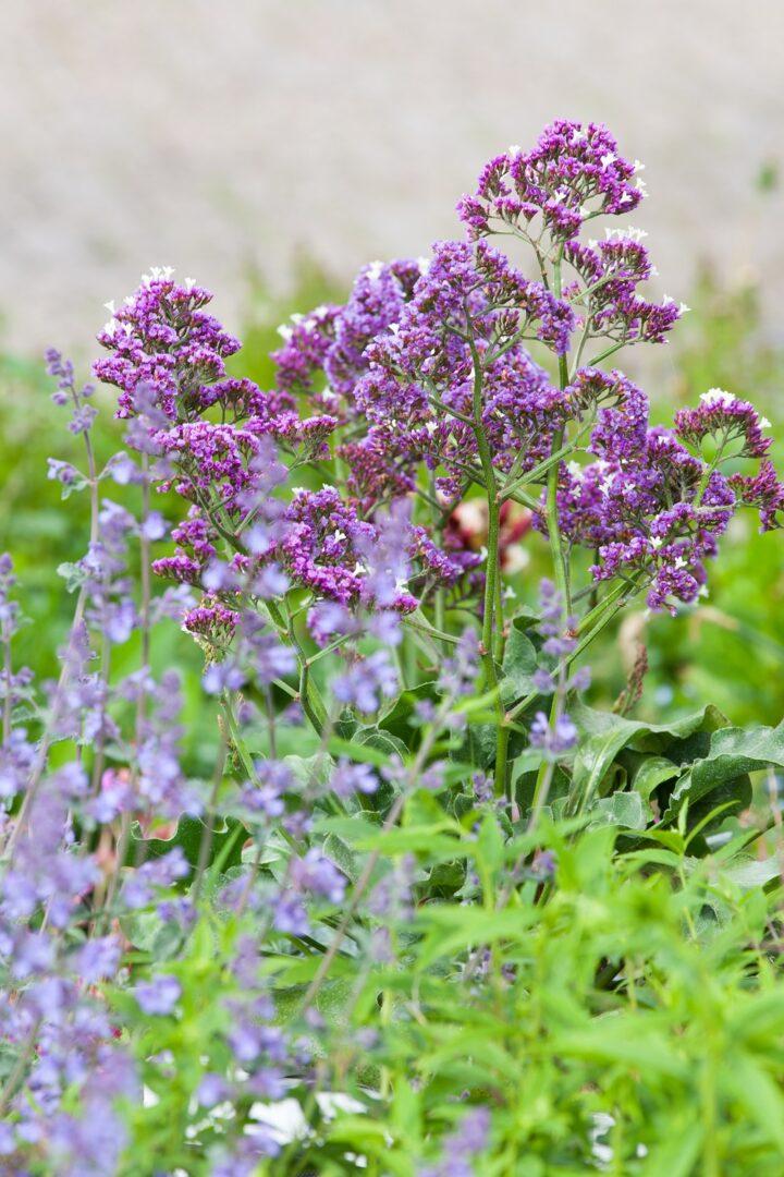 Limonium 'salt Lake' - View 4 from www redcrocus com