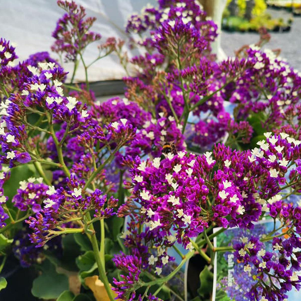 Limonium 'salt Lake' - View 5 from www redcrocus com